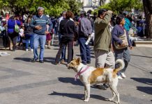 En vísperas del Milagro, piden no peregrinar con perros para evitar su abandono