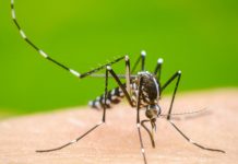 Los casos de dengue se incrementaron casi al doble en la última semana