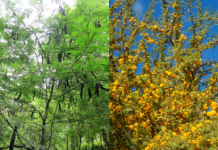 Árboles y arbustos problemáticos ganan terreno en la Argentina y ni el frío los detiene