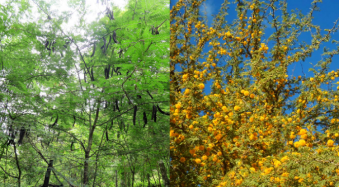 Árboles y arbustos problemáticos ganan terreno en la Argentina y ni el frío los detiene