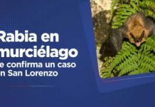 Salud Pública confirma caso de rabia en un murciélago tras un accidente de exposición en San Lorenzo